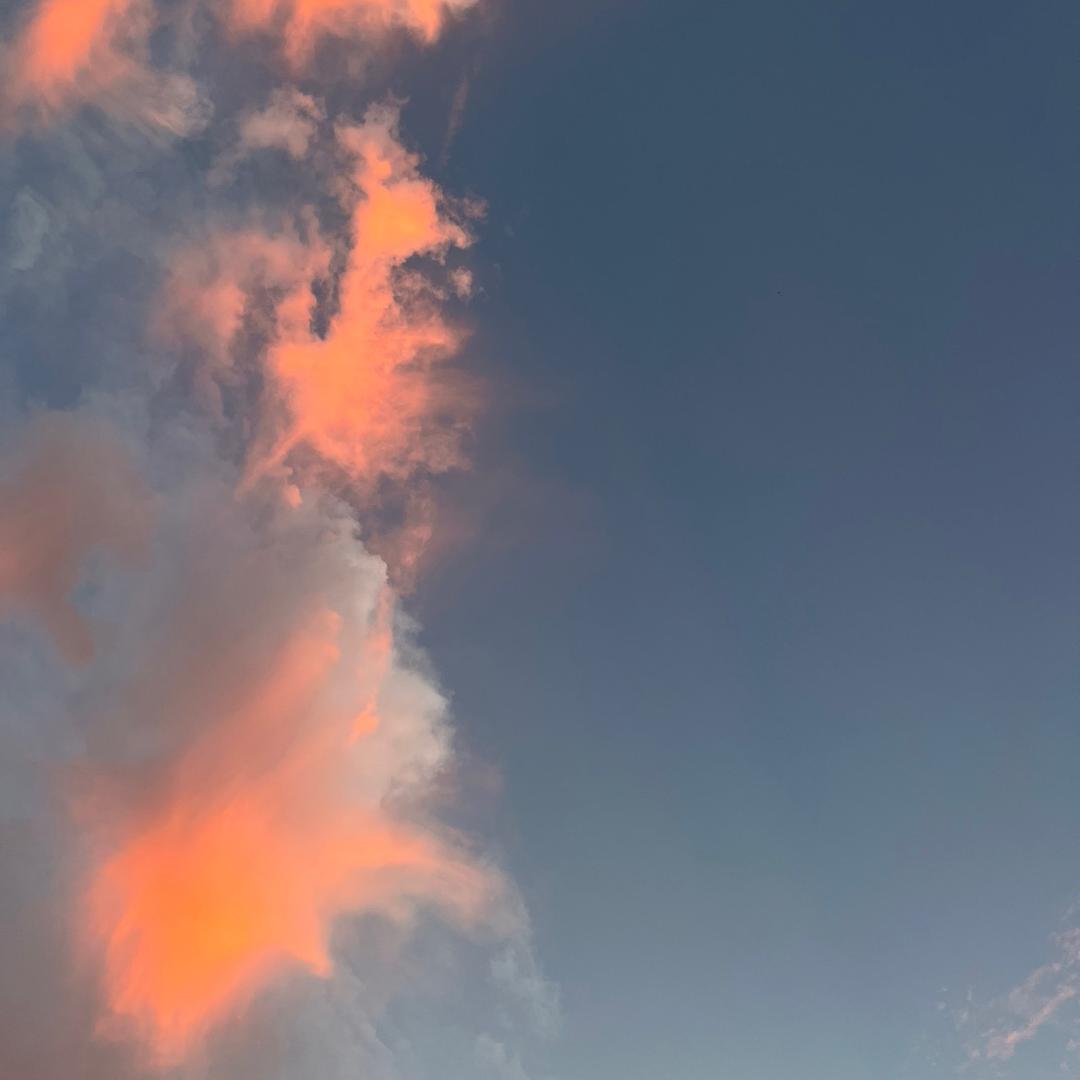 在森林麋了鹿