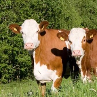 贵州烂碗碗（牛经纪养牛人）