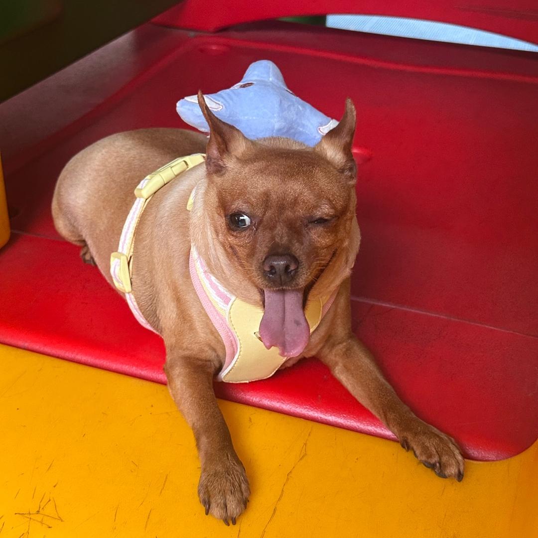 鹿鹿阿布（减肥版）