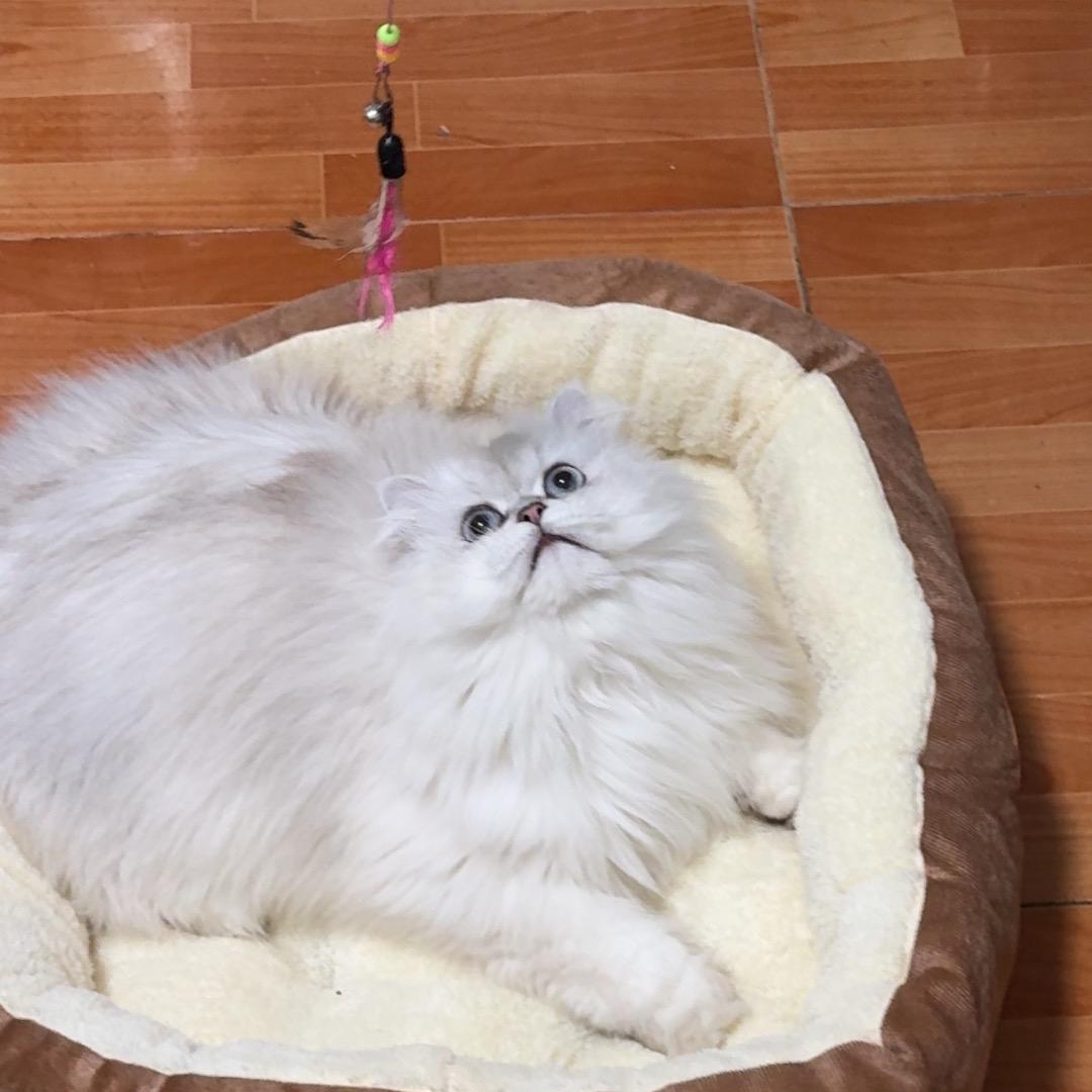 是团子不是丸子