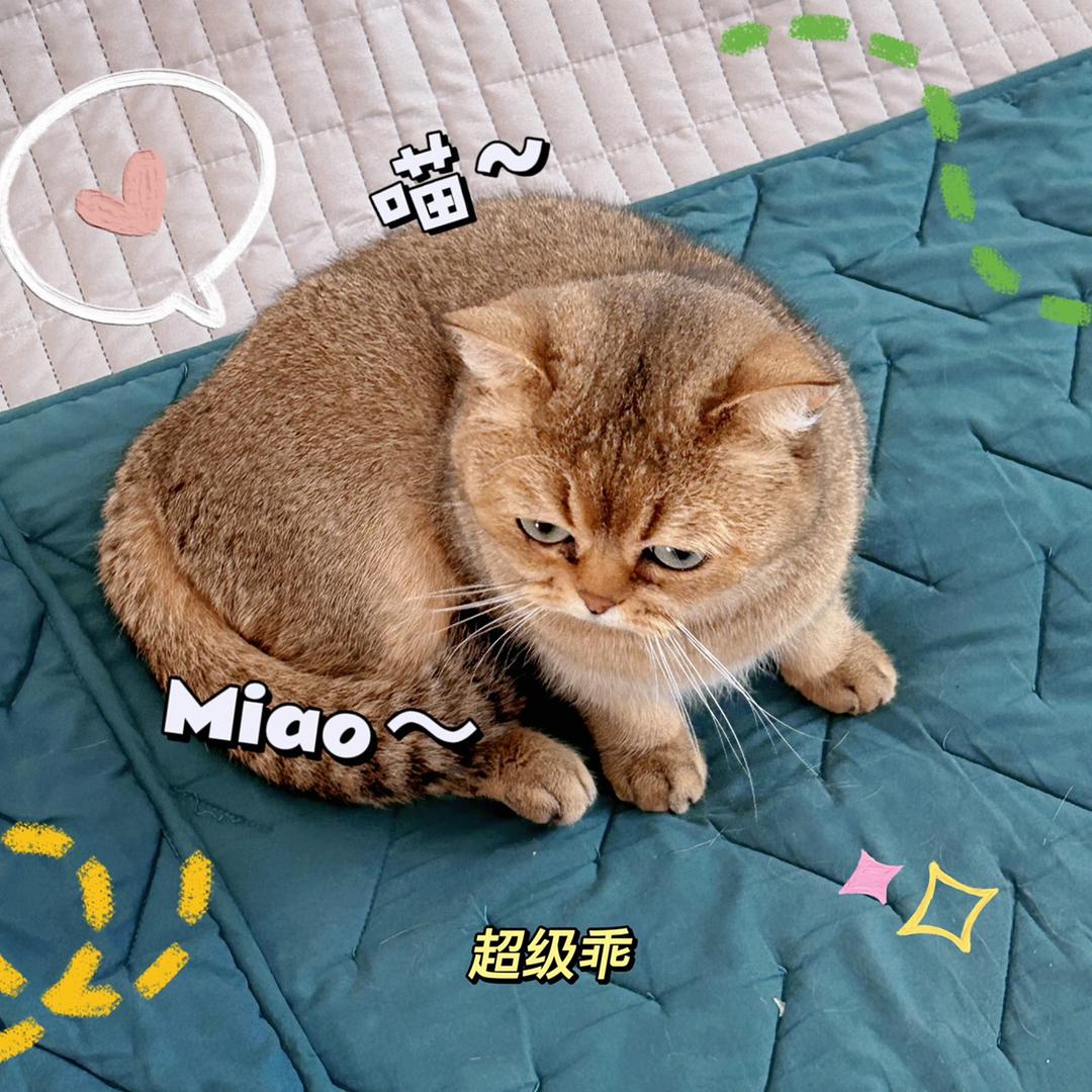 小白骑士