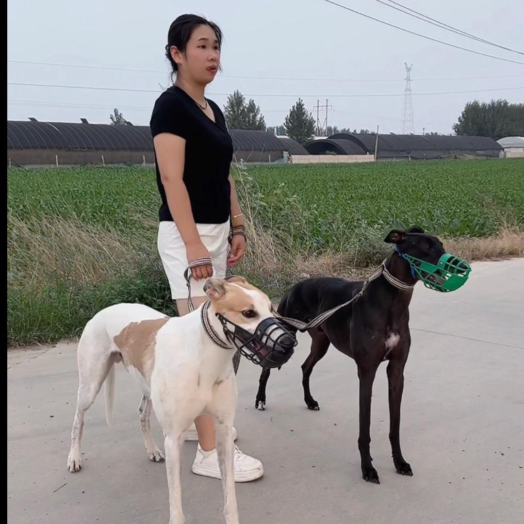 辛集八旗