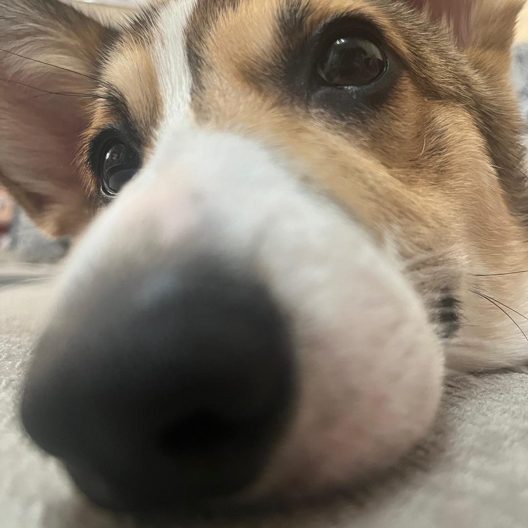 杨小丸是只小柯基