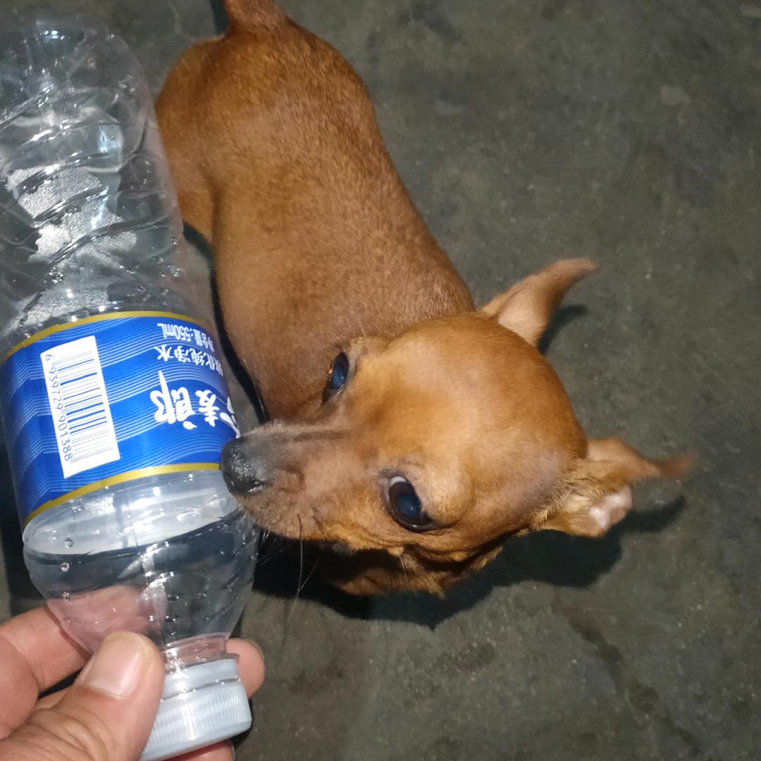山东省邹城市 爱乐宠物犬舍