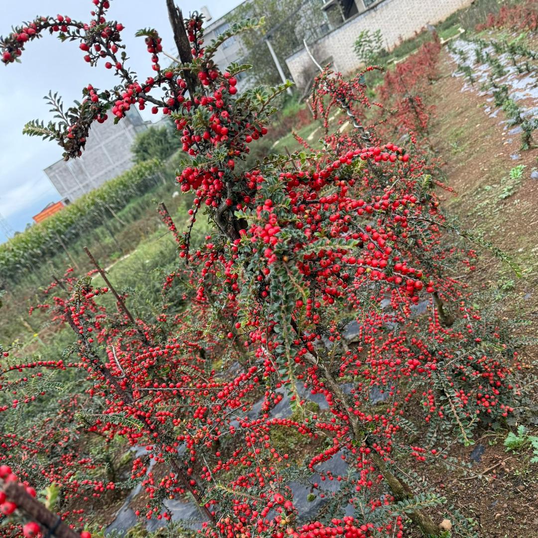威宁陈祥种植严选店