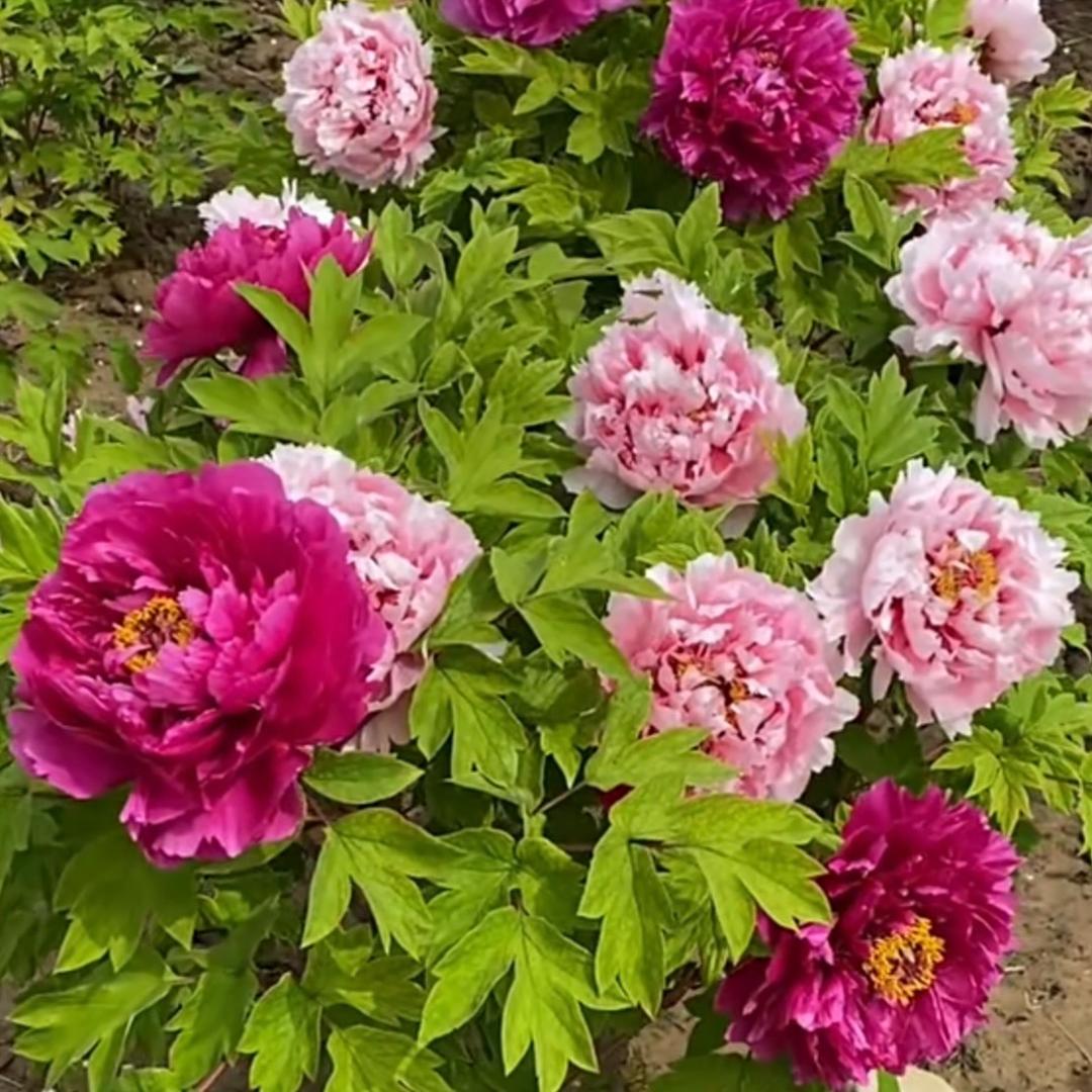 菏泽晓燕牡丹种植基地