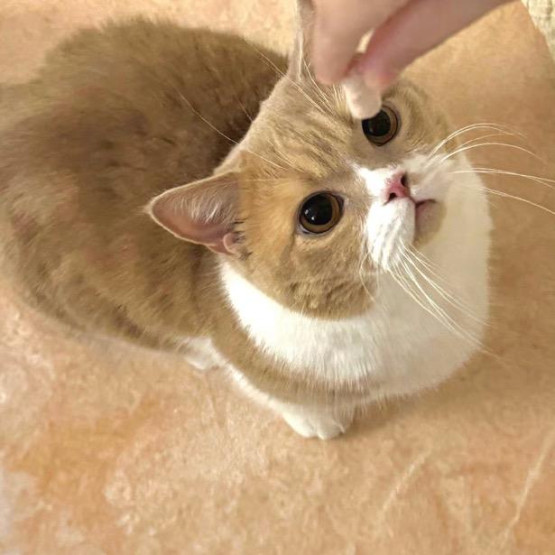 嘻嘻