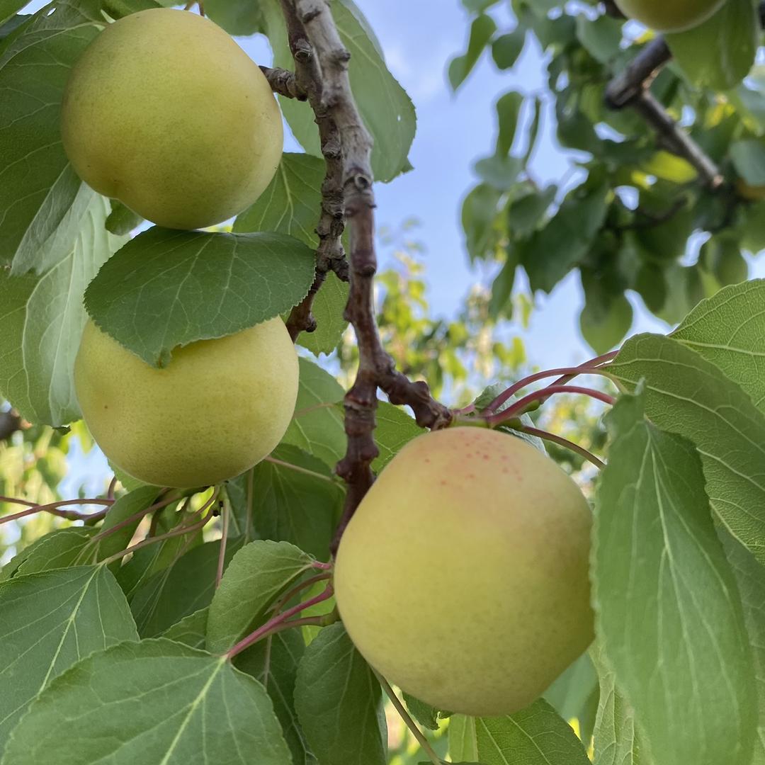 东北利鑫生鲜农产店