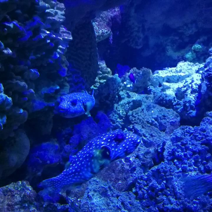 牛肉板面（炒面）美景小吃街店