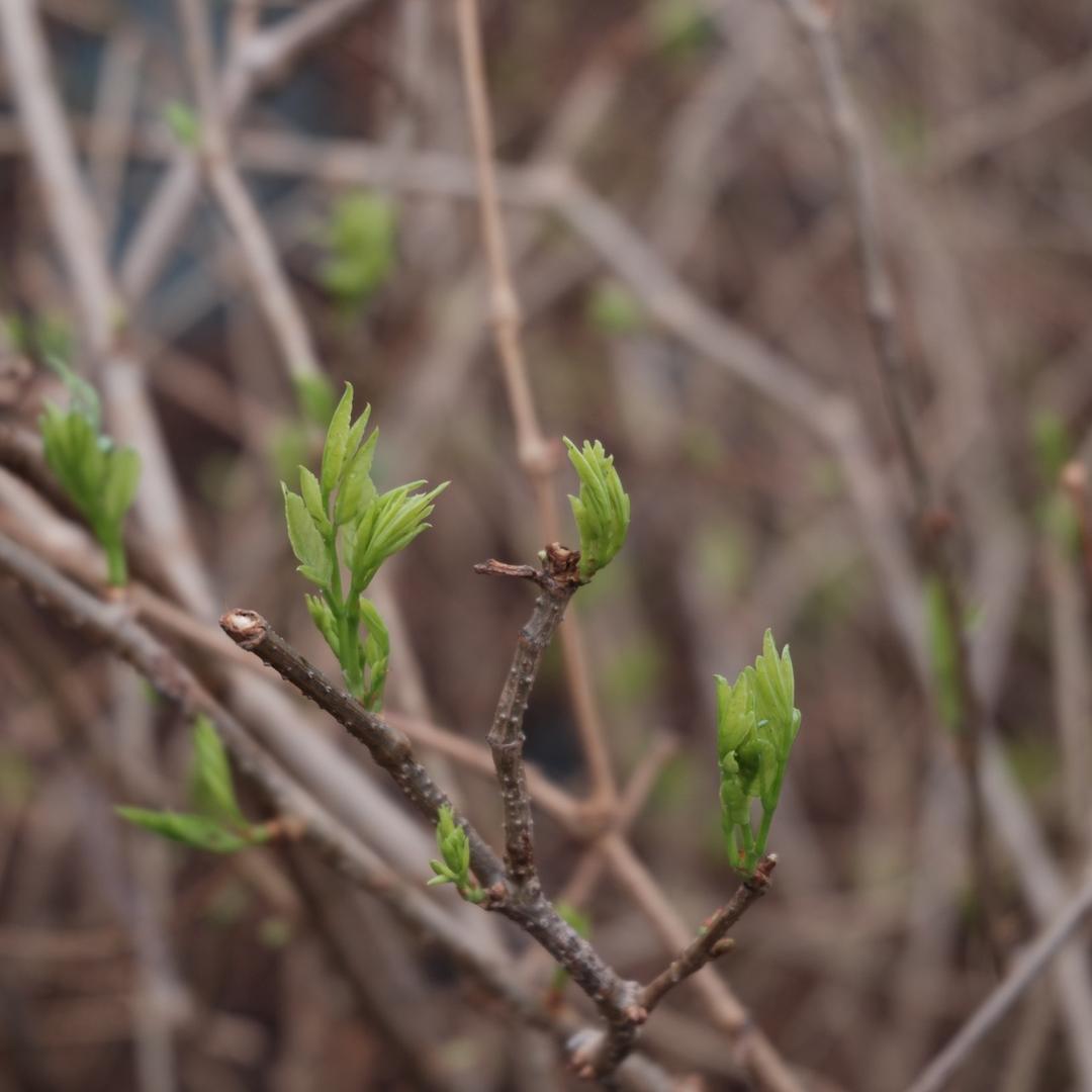 小北北荒野莓茶