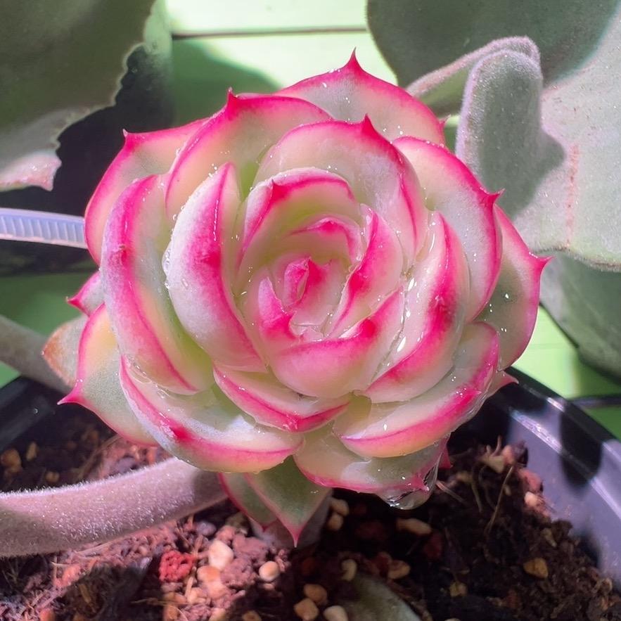 粉色小恐龙多肉锦屋