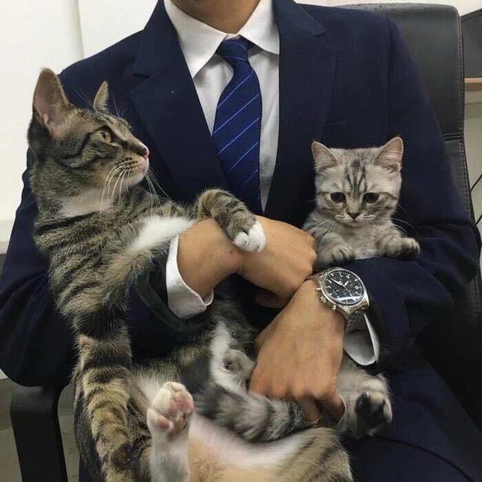 喵碳
