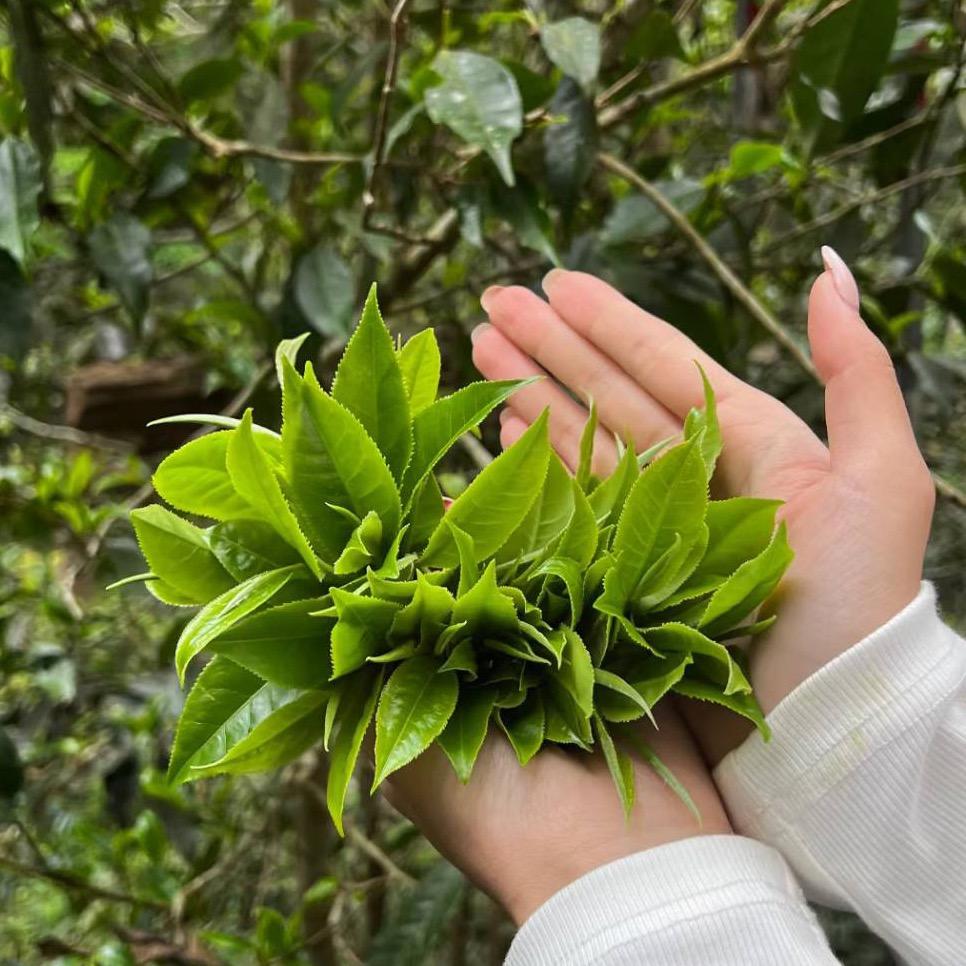 双江县香榭茶叶