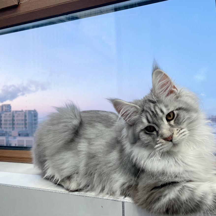 鸣猫阁分阁（缅因猫）