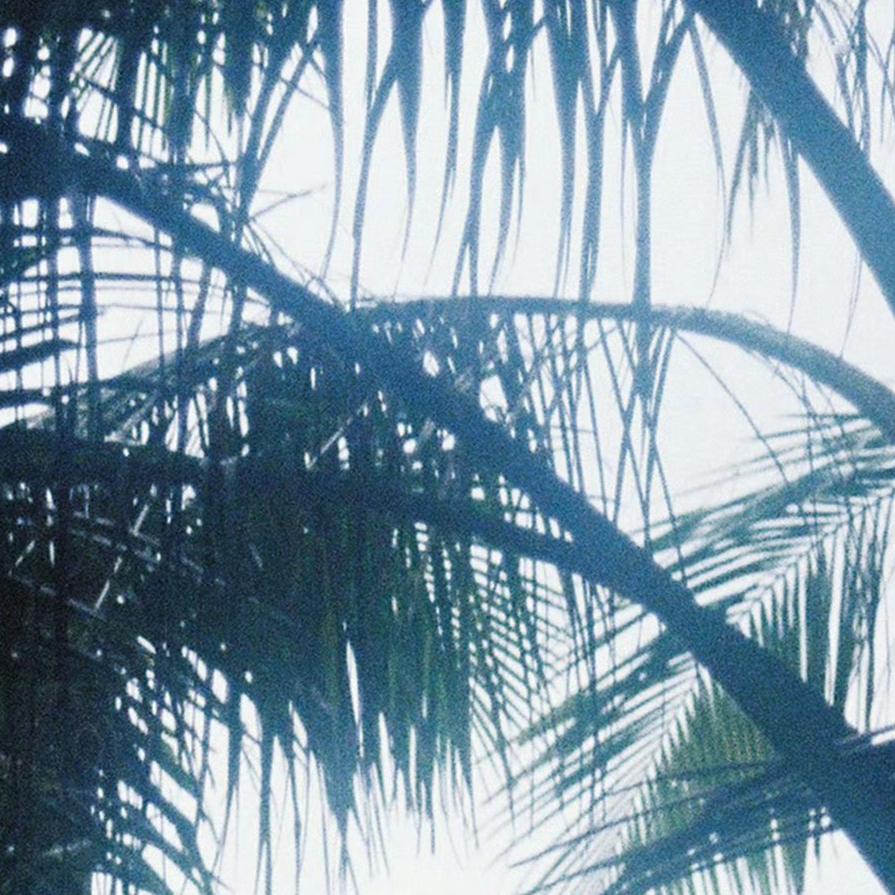 苦树一