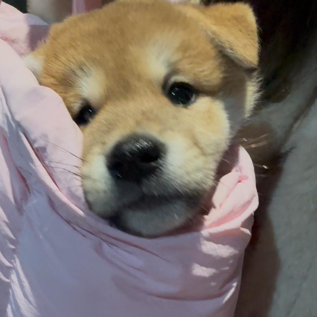 墩墩大王肥墩墩