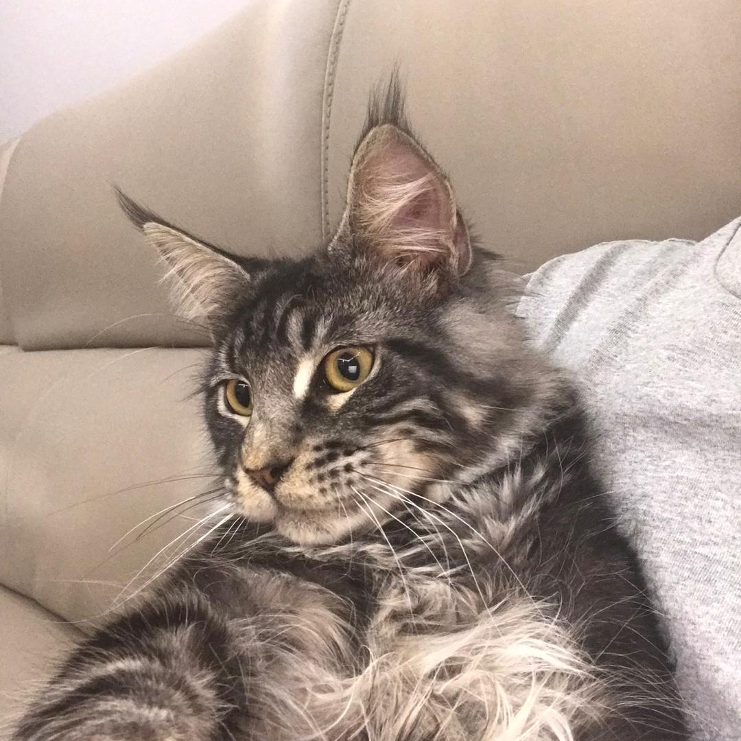 🐱。