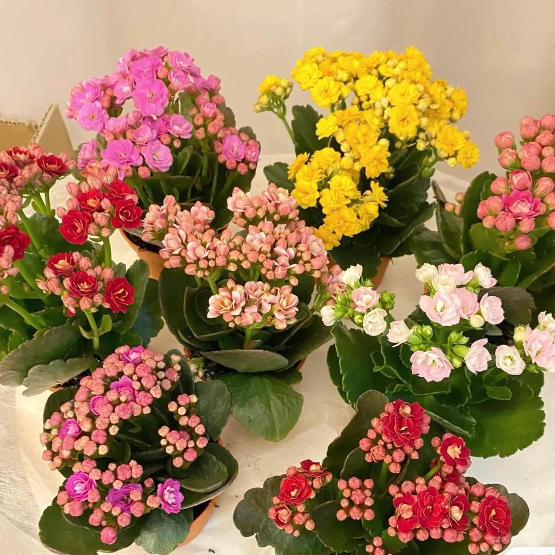柳青花园