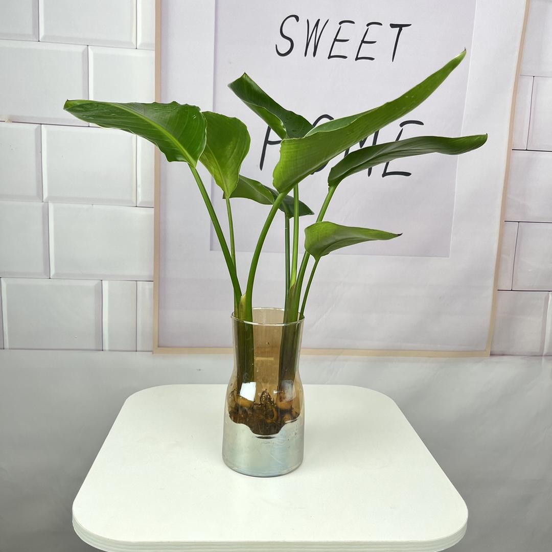 洛仪绿植花卉
