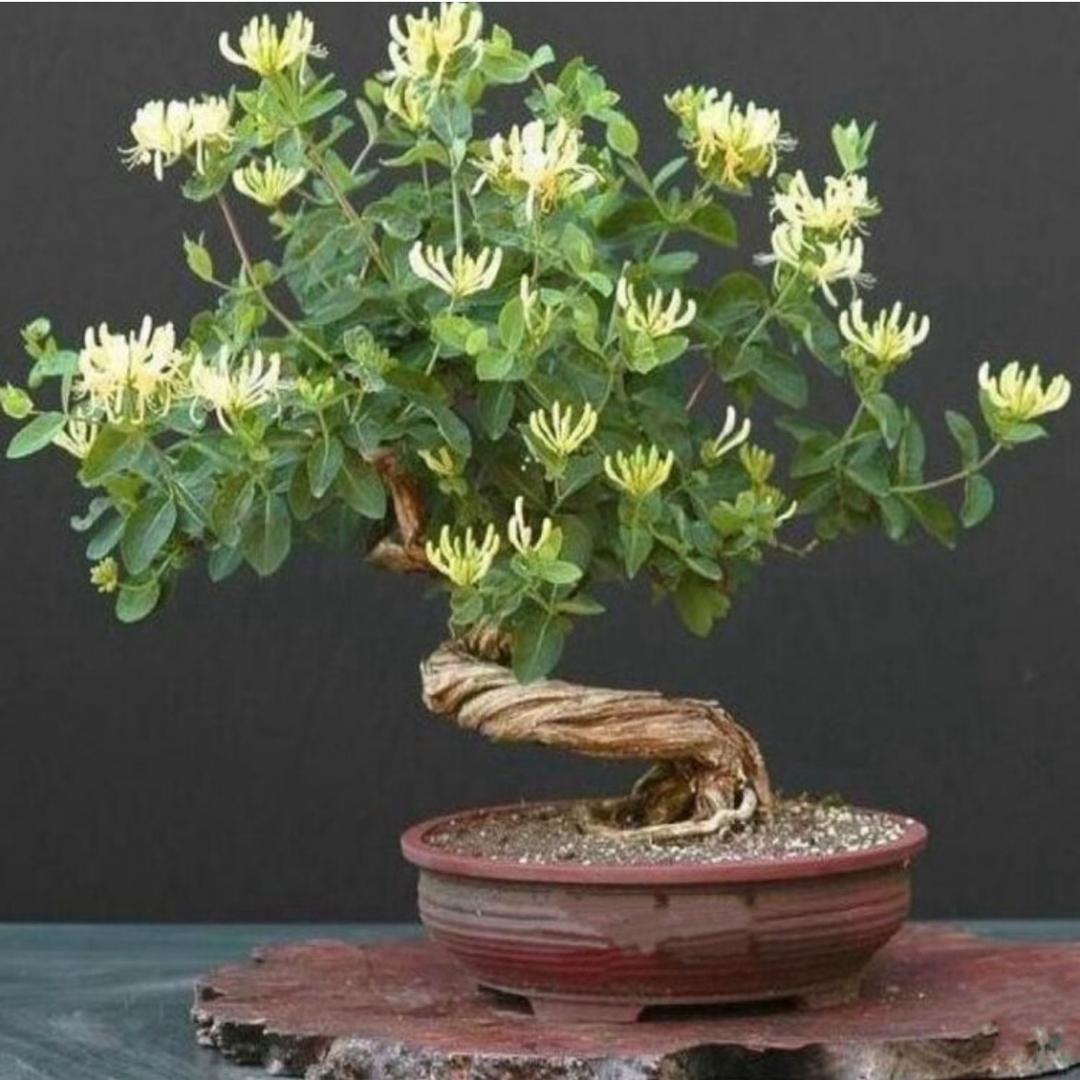 幸卉金银花盆景