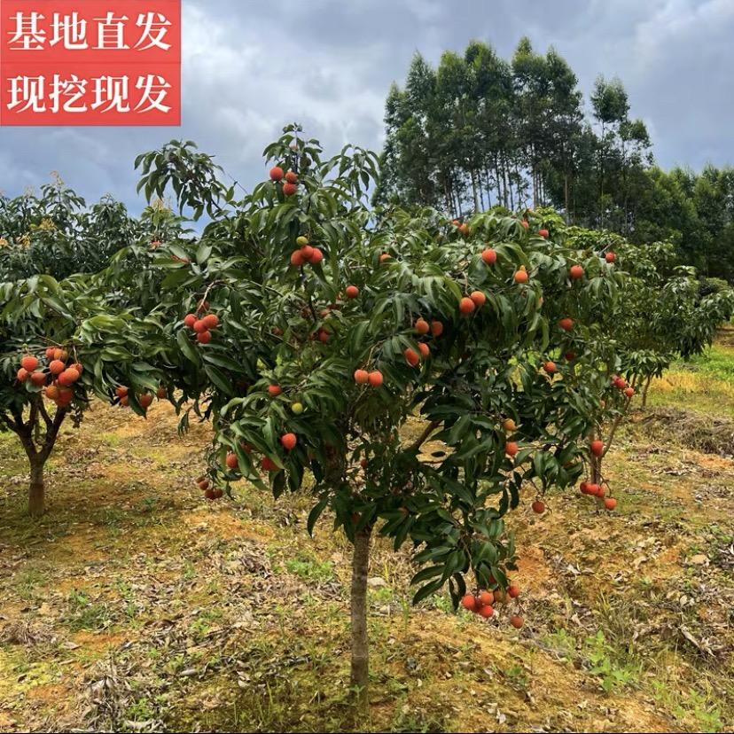 珍果嫂果树苗木旗舰店