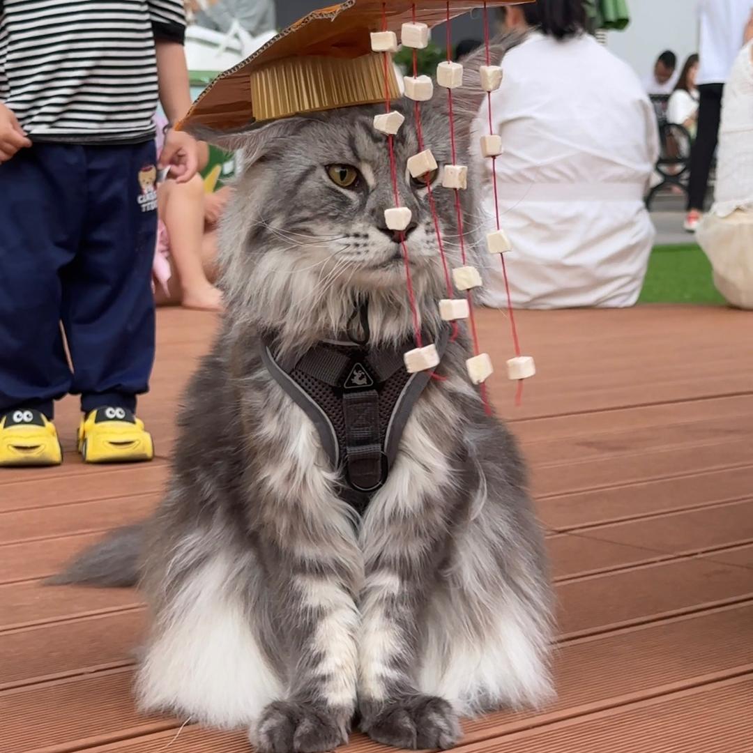 皮卡丘日常