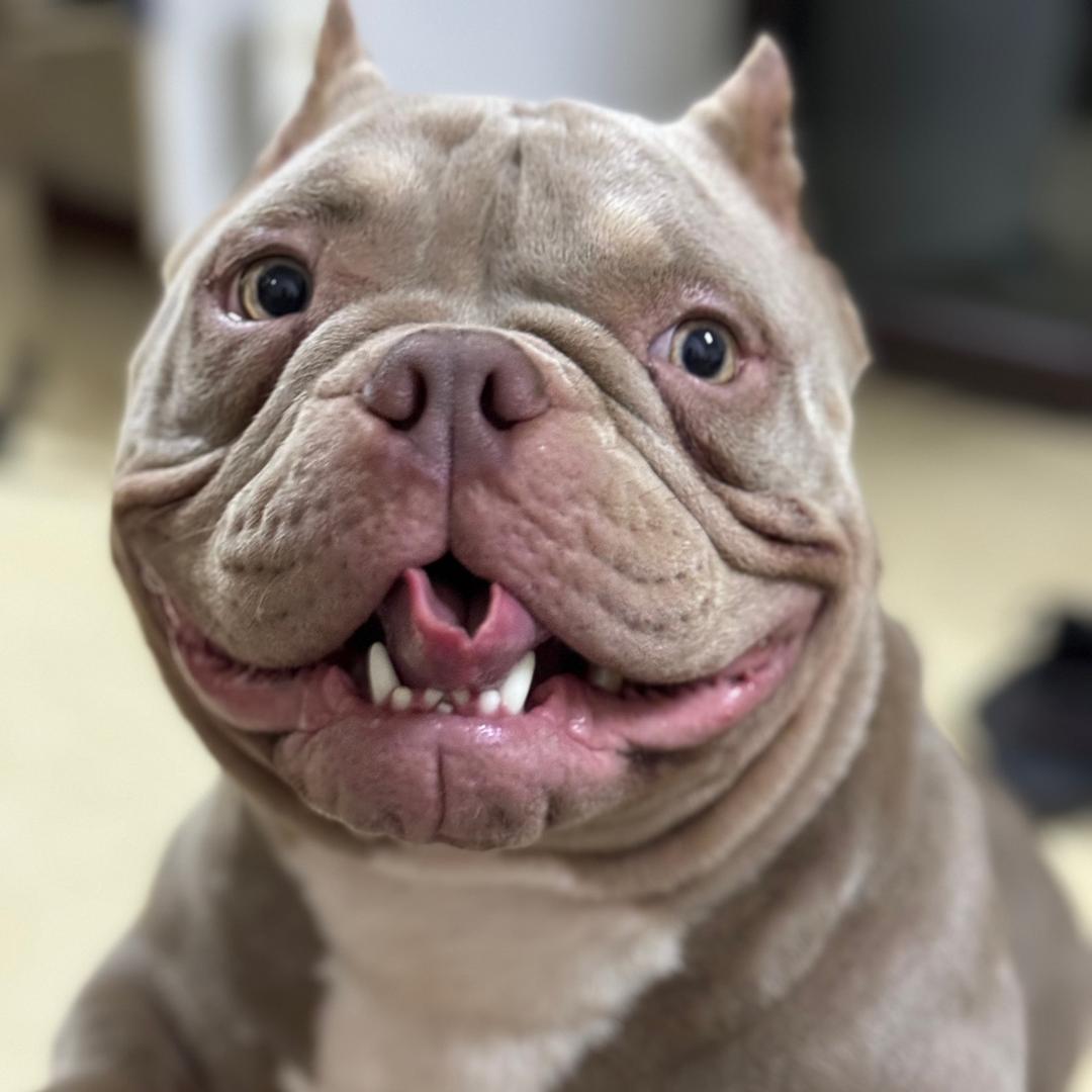 奥特家族恶霸犬(直播号)