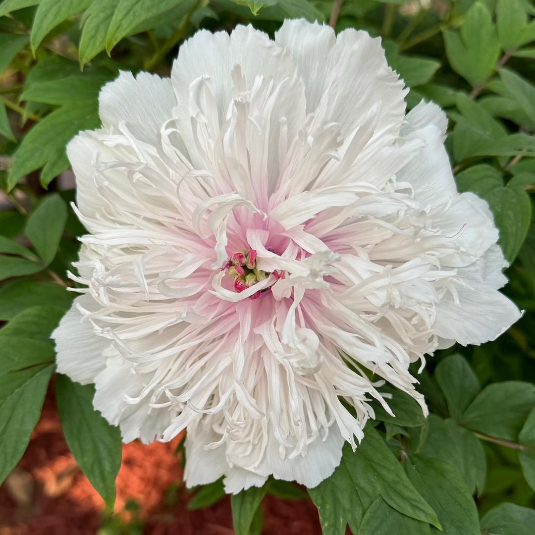 米妞花果茶(9点开播！)