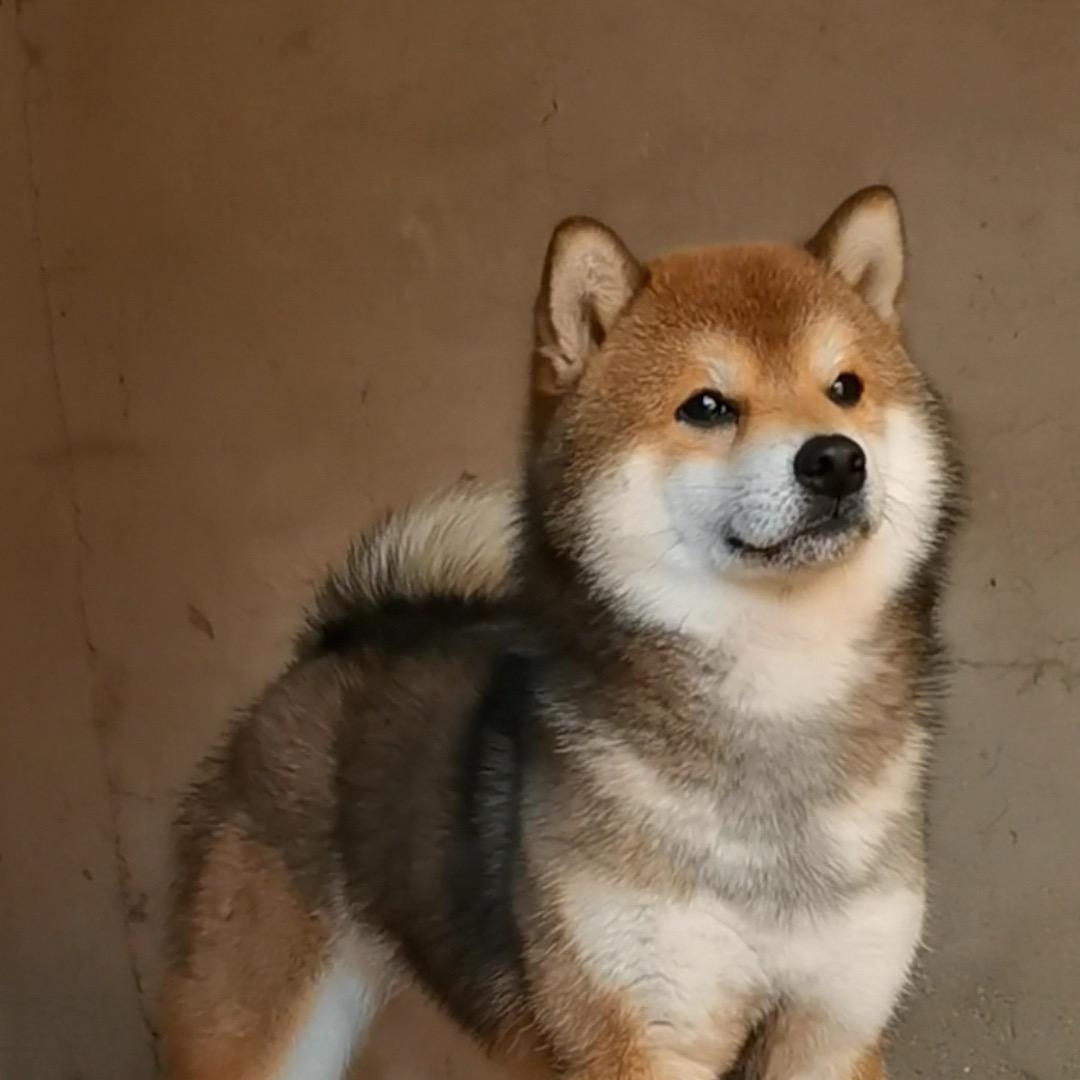 老杨家的豆柴基地（贰号间）🐶