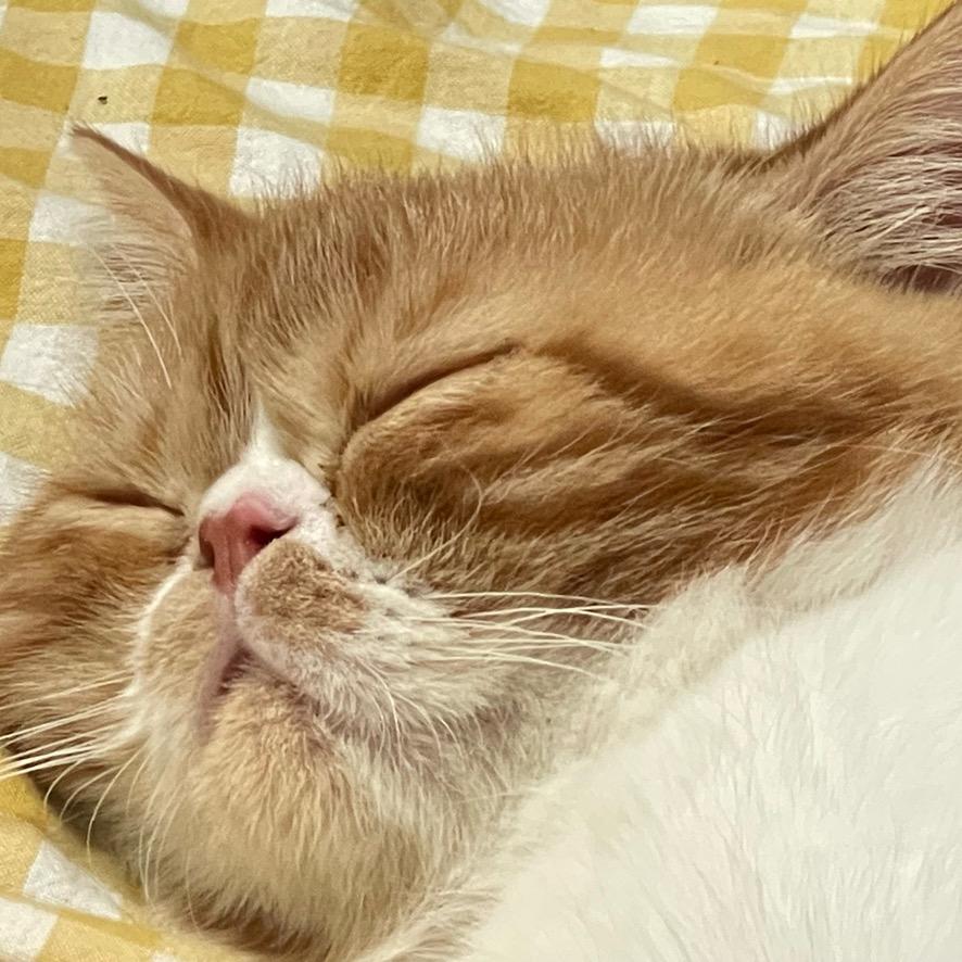 猪咪是也