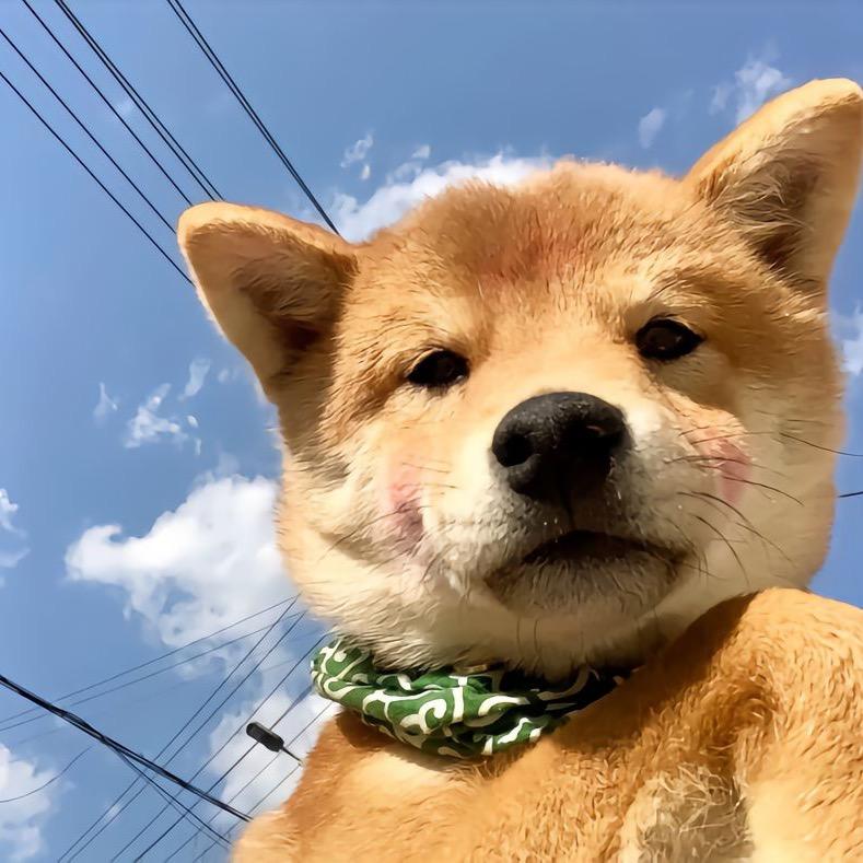 田园犬金豆