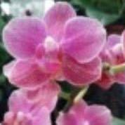 济南华玲花卉