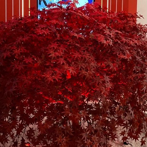 爱听菲菲