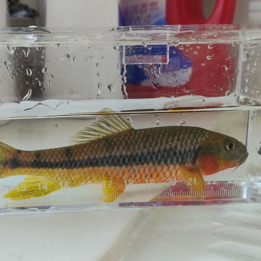 🌈溪流浪子🌈