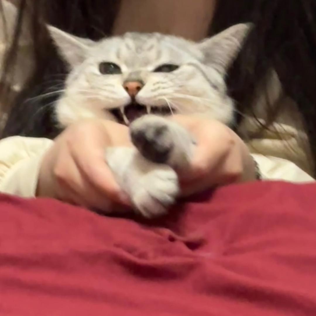 今天想我了嘛
