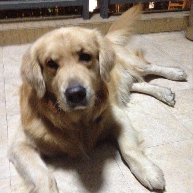 GoodGuy