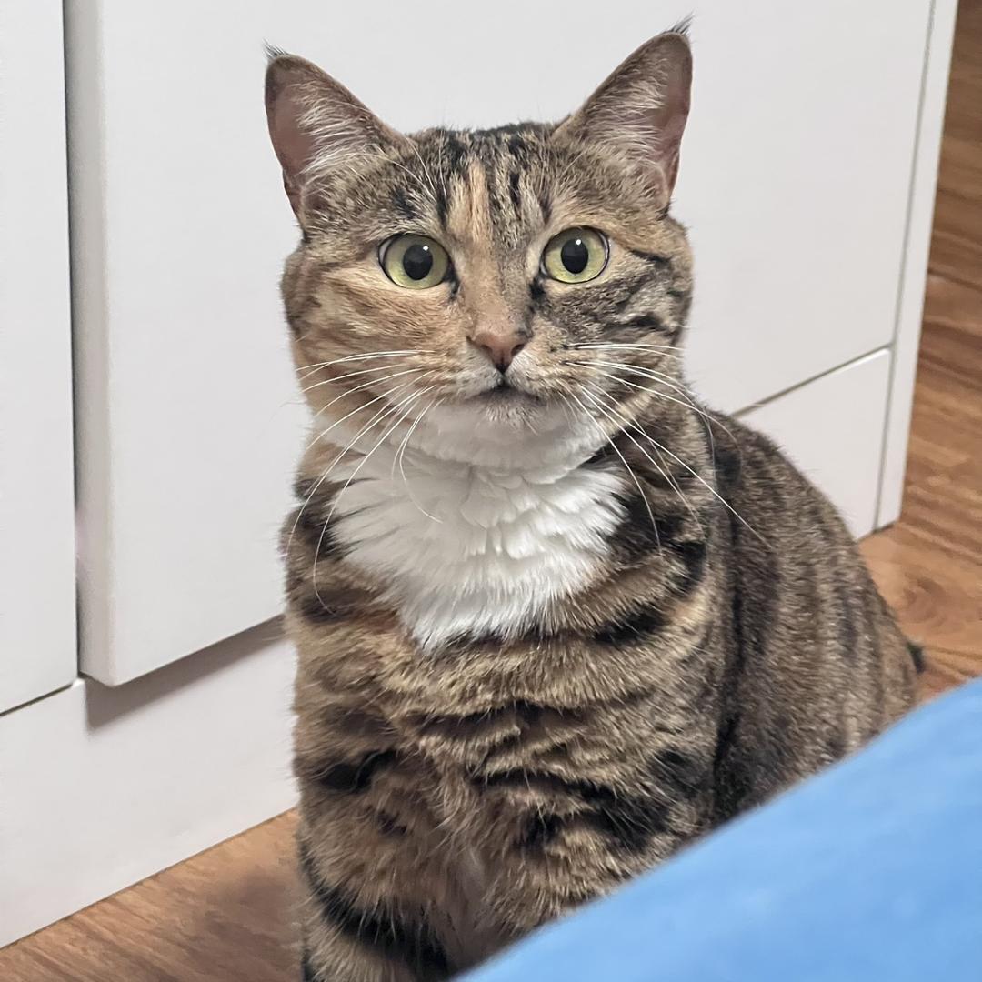 爱炫冻干的胖弟