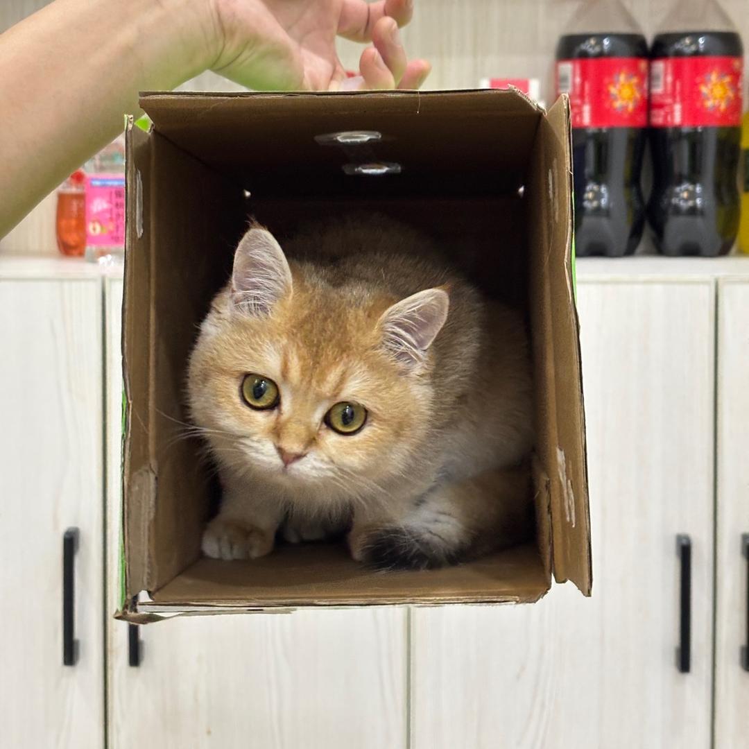 哆来咪猫咖DIY