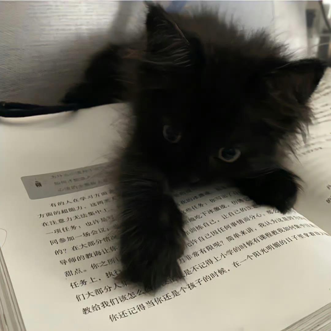 电子猫