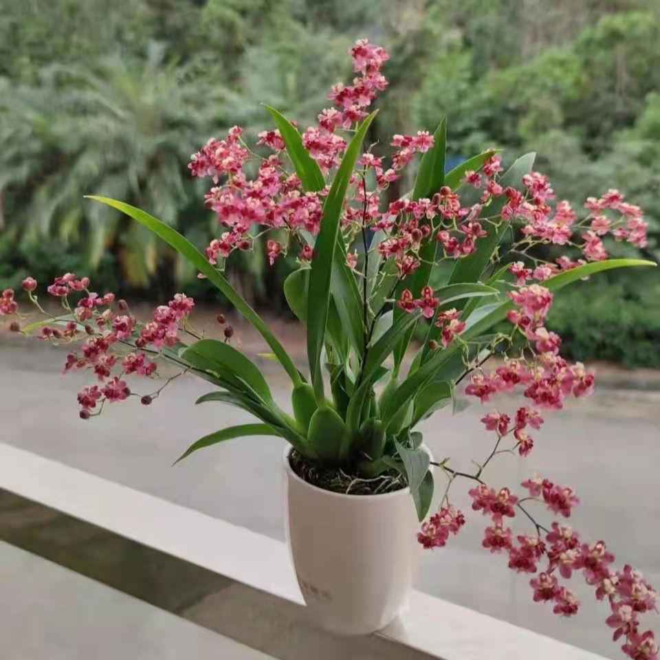 兰缘雅境
