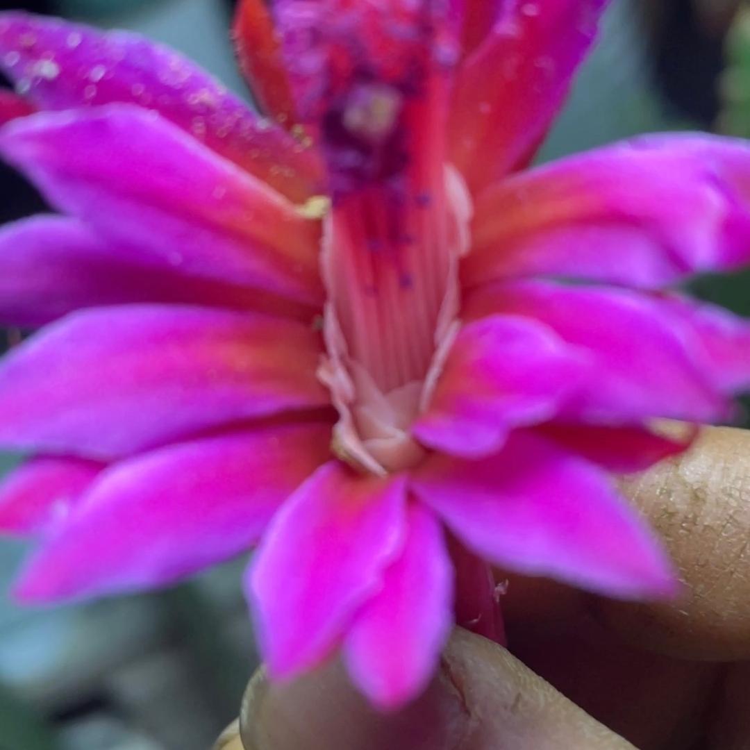 青岛李工（九尾狐，金妞）