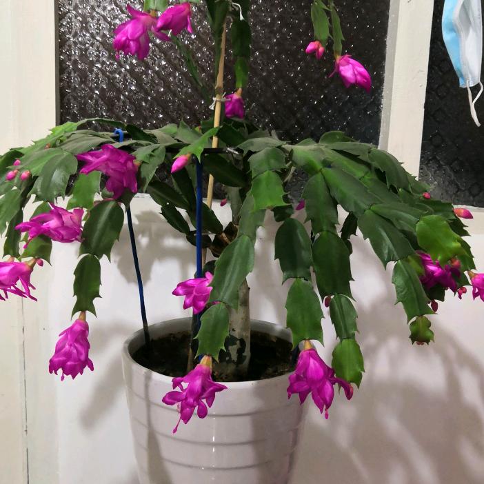 烟台老陈