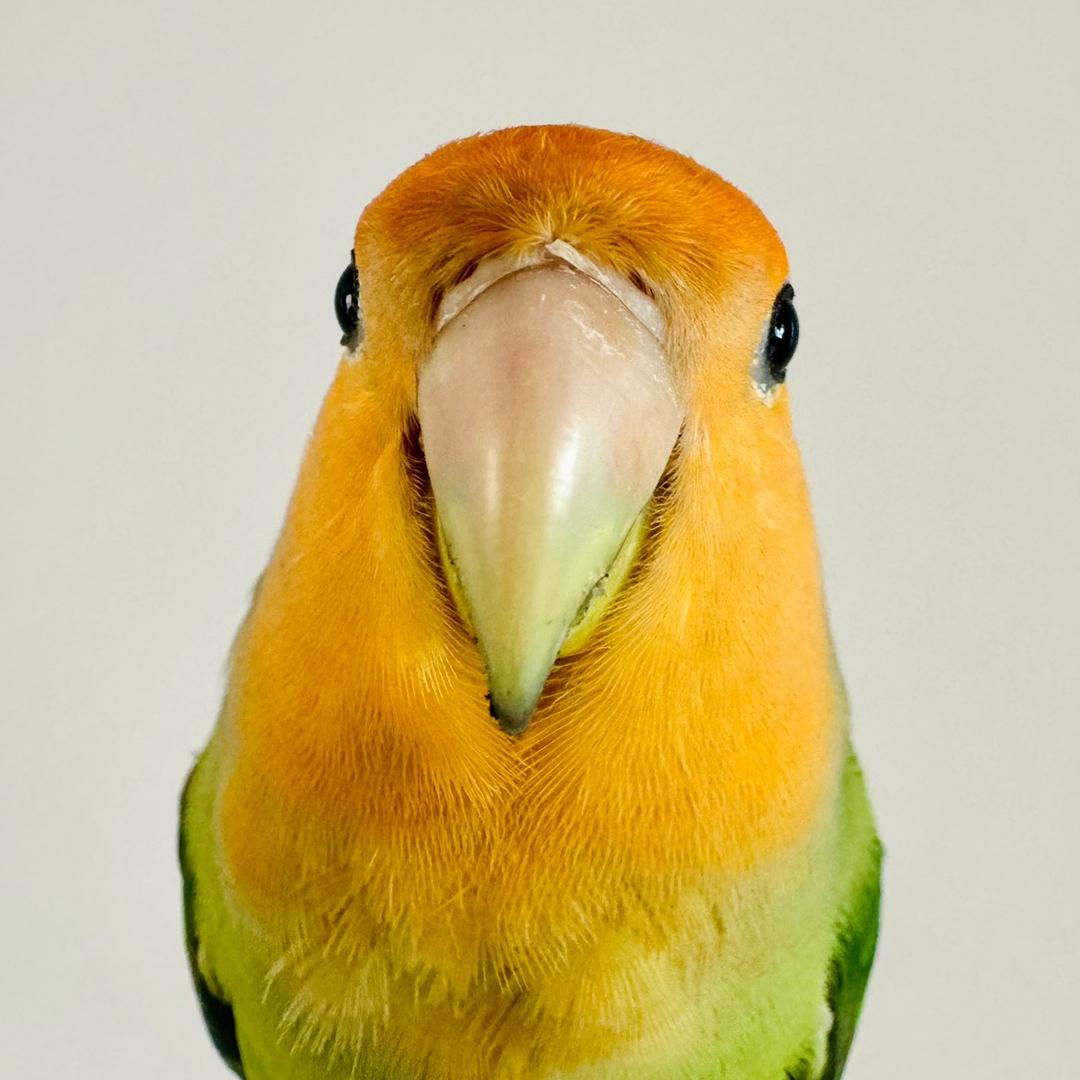 养鸟小白的日常