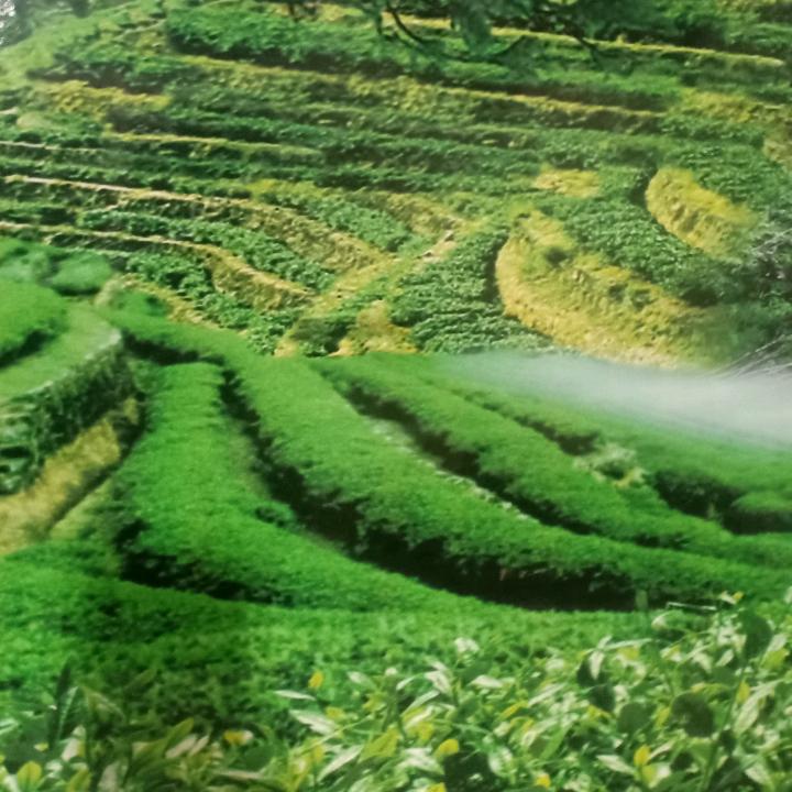水珠阁茶店