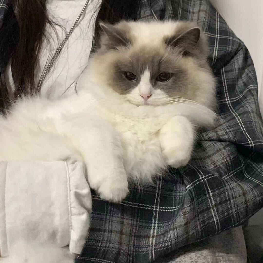 诗珊