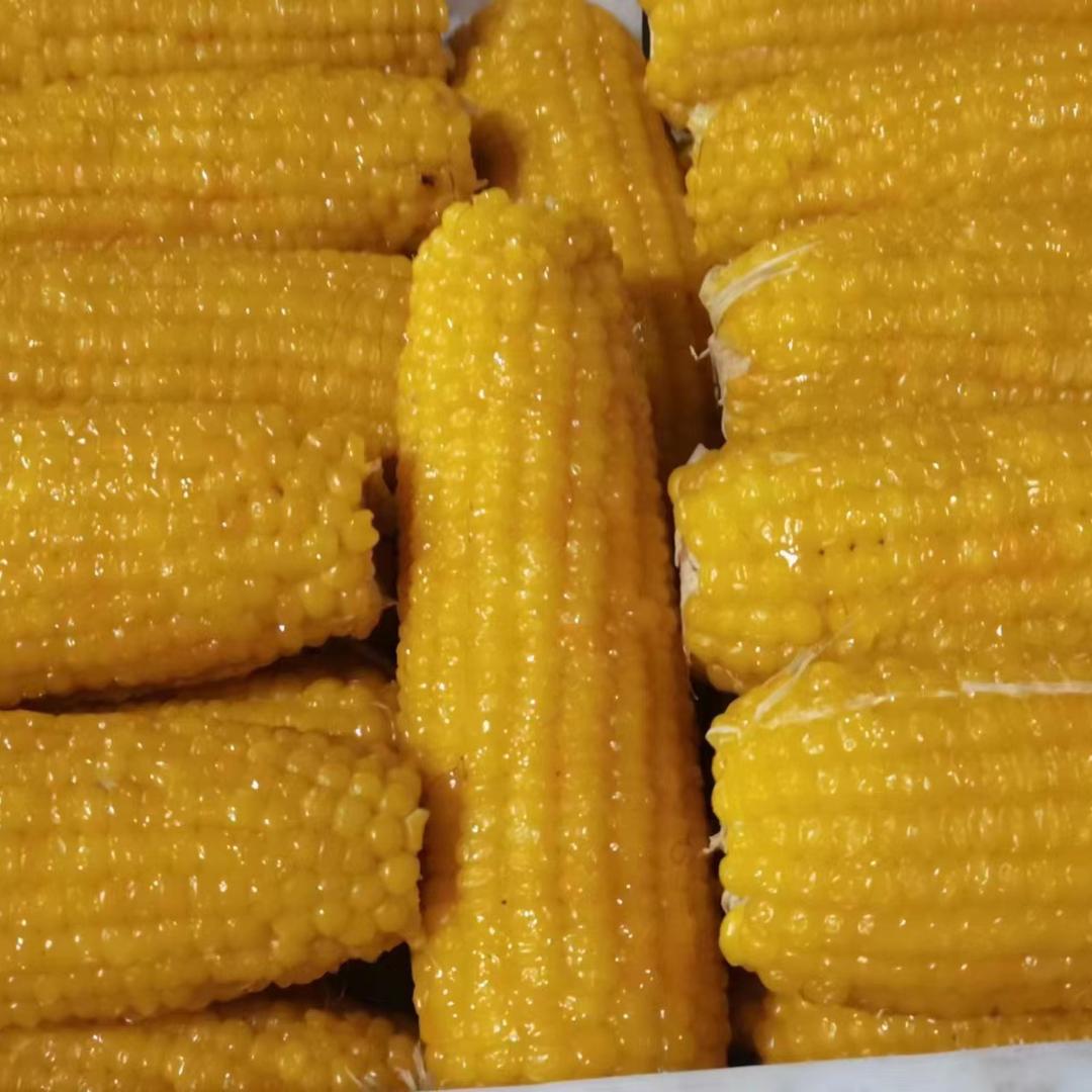 东北粘玉米供应链