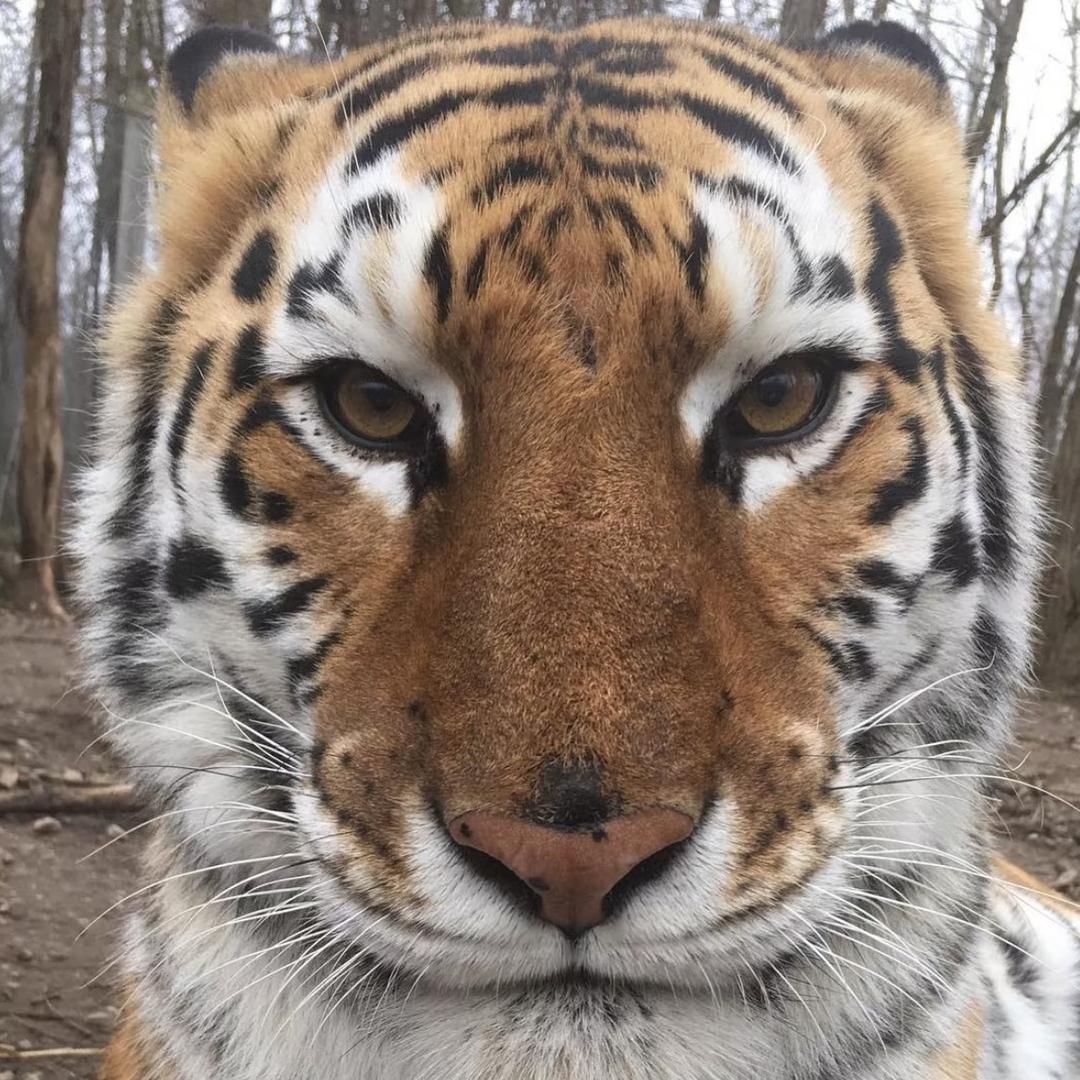 一只英勇的老虎