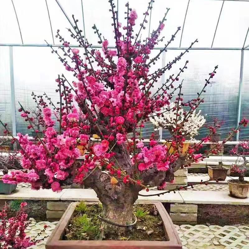 心乐梅花