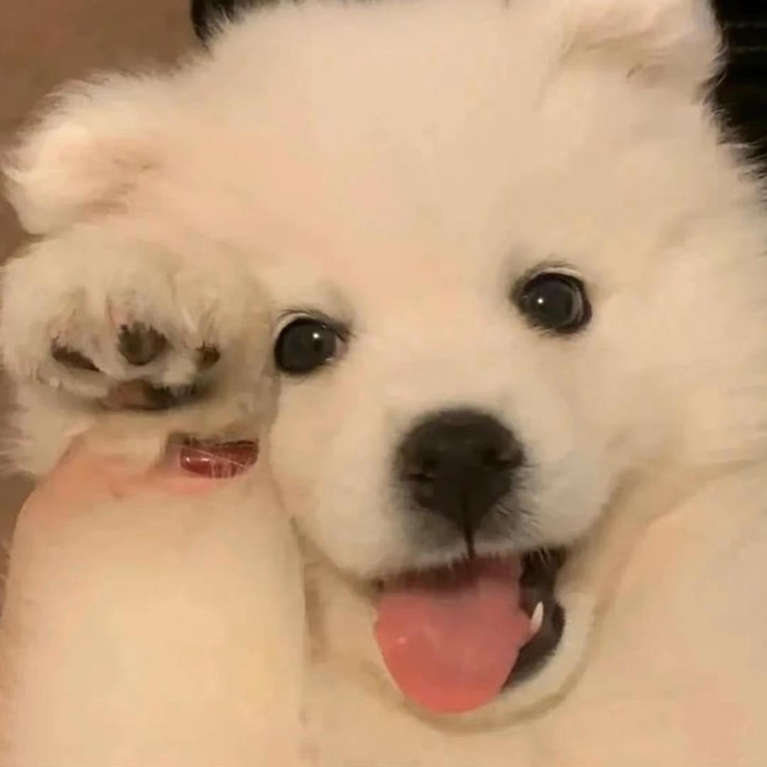闪闪发光的果冻