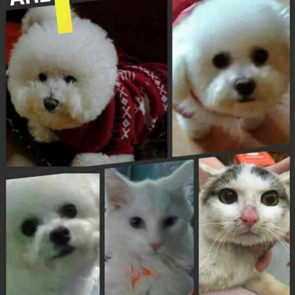 5狗20猫的大家庭